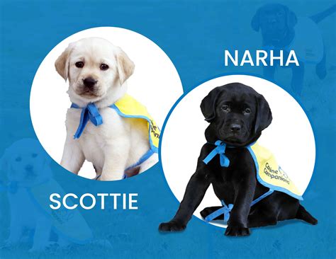 Home - Canine Companions