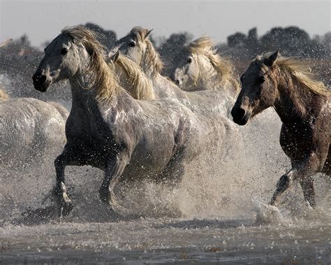 Norfolk Images Gallery Camargue Horses