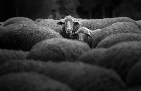 Black And White Sheep Stock Photos Pictures And Royalty Free Images Istock