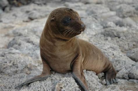 There Will Be More Sea Lions Baby Animal Zoo