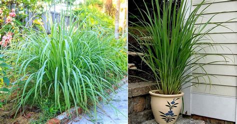 How To Grow Lemongrass In A Pot Lemongrass Plant Care