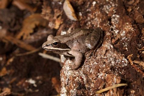 Wood Frog By Brian Gratwicke On Flickr Faceted Search Vernal Pool