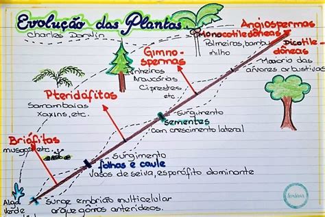 Botânica Resumos E Mapas Mentais Infinittus