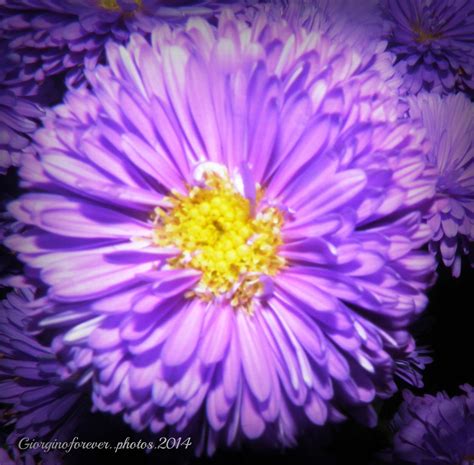 What A Purple Flower With Lots Of Petals Explore Giorg Flickr