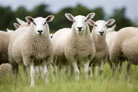 Green Sheep On The Way As Scottish Scientists Set Out To Breed More