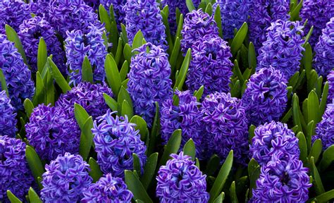 Blue Hyacinths Free Stock Photo Public Domain Pictures