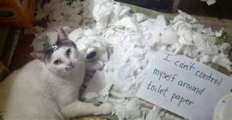 I Cant Control Myself Around Toilet Paper Crazy Cat Lady Crazy Cats