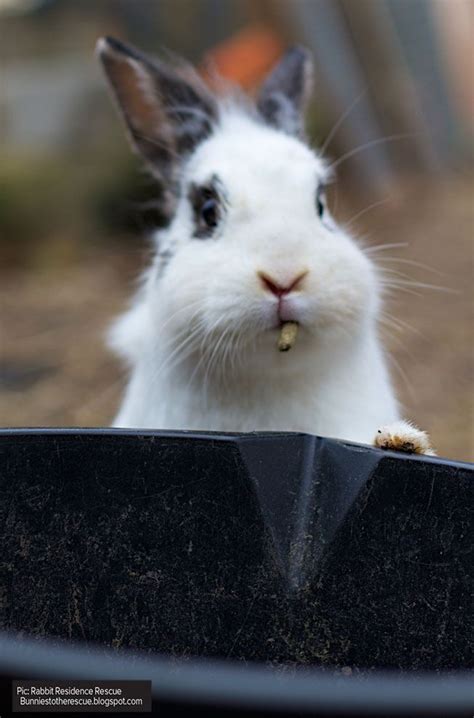 Easy Ways To Make Feeding Time For Your Rabbit Fun Help Promote