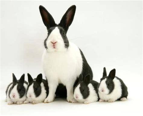 What Is The Best Bunny For A Pet Petswall