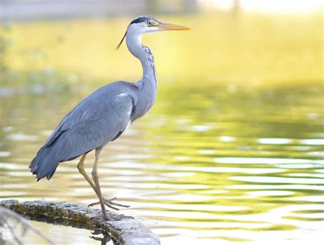 The Nhbs Guide To Uk Heron Egret And Bittern Identification