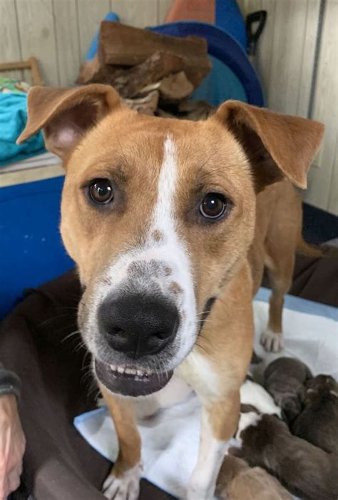 We carry the finest puppies, but we also carry exotic animals, reptiles, fish, and much,much more!! Adopt Dixie on Petfinder | Help homeless pets, Dog ...