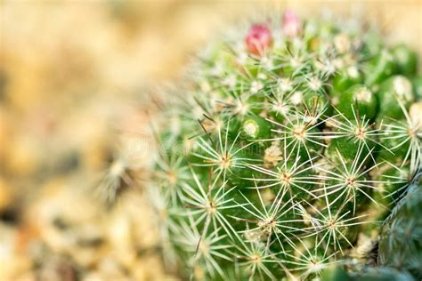 Macro Shot Of A Green Cacti Or Cactus And Its Thorns Or Spines Stock