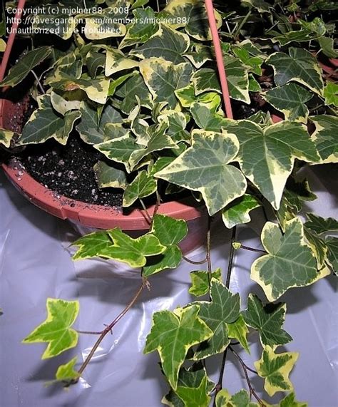 Plantfiles Pictures English Ivy Common Ivy Gold Child Hedera Helix