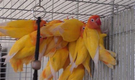 Cockatiels for sale make amazing companion pet birds because they are playful and social birds. Eyering Lutino Fischer Lovebirds for Sale in Mulberry ...