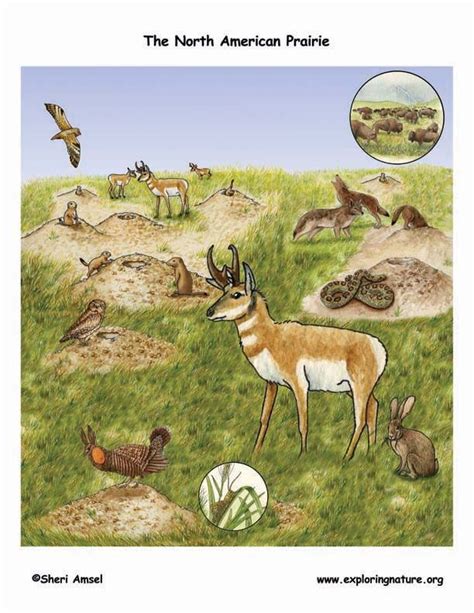 The North American Prairie A Visual Aid To Assist In Teaching About