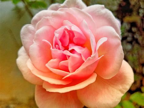 Download Full Bloom Pink Rose Hd Wallpaper
