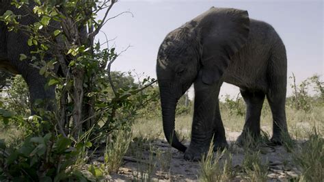 Naledi One Little Elephant Orphaned Baby Elephant Struggles To