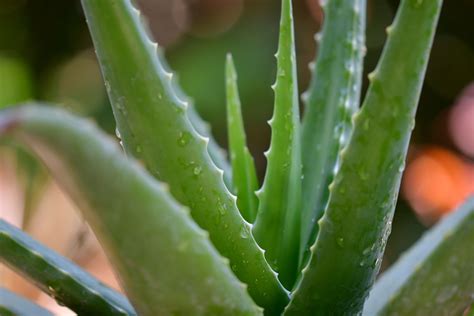 2 put the aloe pieces, the honey and whisky (or rum etc.) in a blender. Aloe Vera and its soothing properties - Eat The Planet