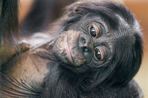 Baby bonobo gets some climbing practice. Funny baby bonobo | This bonobo was quite young and cute ...
