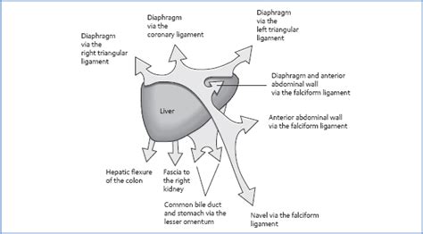 The Liver Musculoskeletal Key