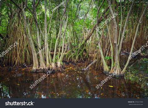 Wild Tropical Dark Forest Landscape Mangrove Stock Photo 274221599