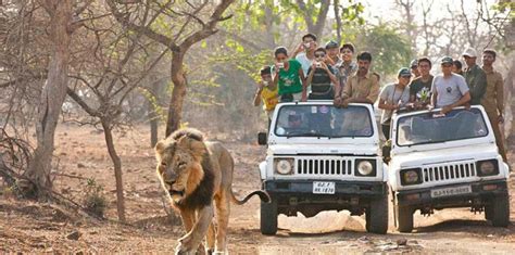 Make A Visit To Gir National Park As It Opens For Tourists Tour My India