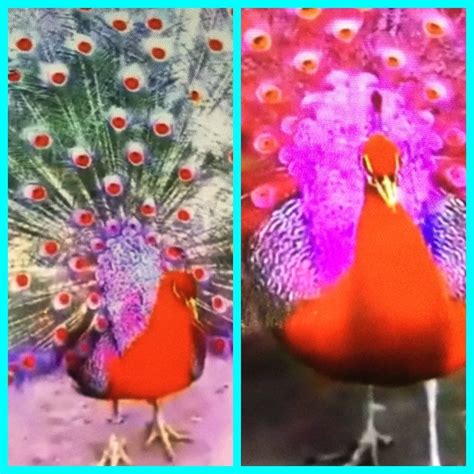 You can add a song to your favorites by clicking the heart icon ukutabs is your true source to find chords and tabs for all of your favorite songs. beautiful red peacocks ~~ | Fish pet, Animal kingdom, Animals
