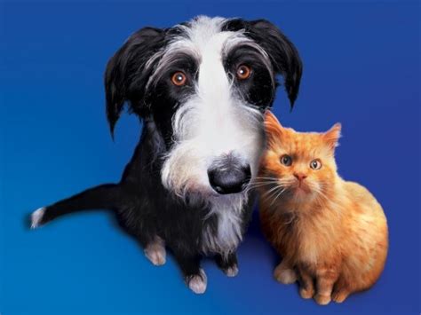 46 Cats Dogs Screensavers And Wallpapers On Wallpapersafari