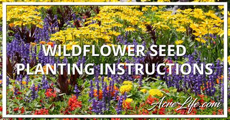Wildflower Seed Planting Instructions Acre Life Gardening