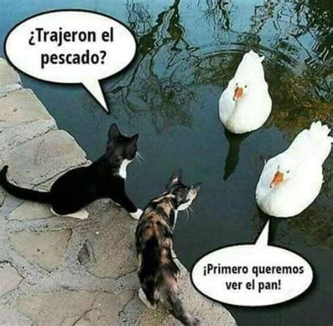 Memes de gatos chistosos, tiernos y llorando con Karen