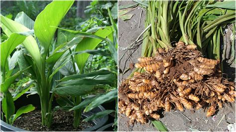 How To Grow Your Own Turmeric Indoors It S Easier Than You Think