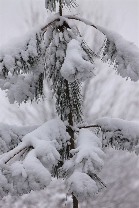Snow Covered Pine Tree Favorite Photoz