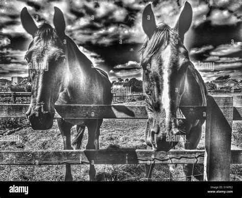 Horses Stock Photo Alamy