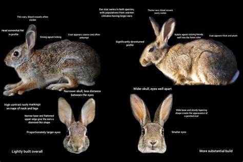 Eastern Cottontail vs European Wild Rabbit by TrueEnglishFoxhound on