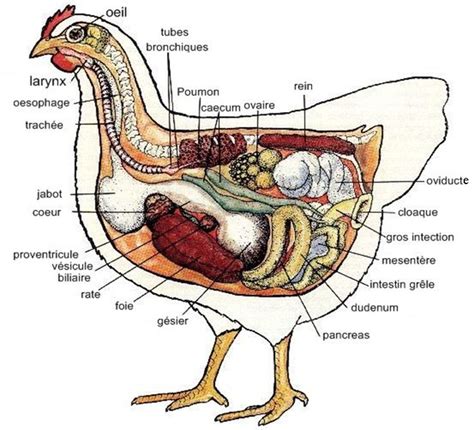 Anatomie de la poule Poulets d élevage Poulets de basse cour Élever
