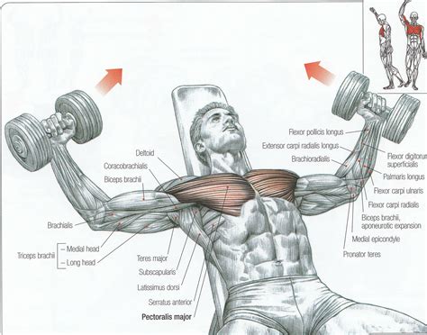 Dumbbell Fly Dumbbell Chest Workout Chest Fly