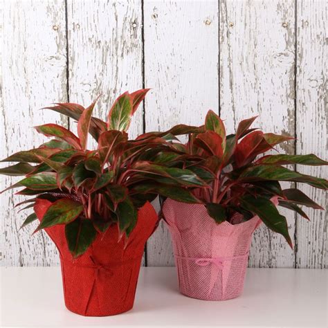 Costa Farms The Leader In Houseplants And Bedding Plants Plant Projects Plants Flower Bed