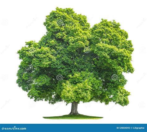 Green Maple Tree Isolated On White Background Stock Photo Image 54804093