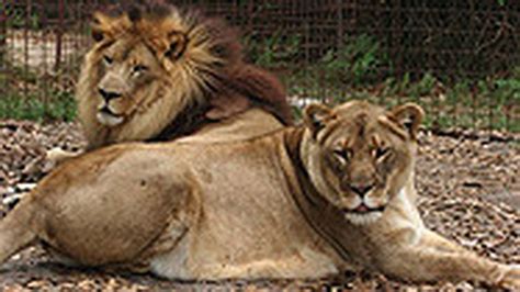 Florida's wildlife sanctuary for big cats these pictures of this page are about:cat sanctuary florida. Florida Animal Attraction Guide: Big Cat Rescue, Tampa ...
