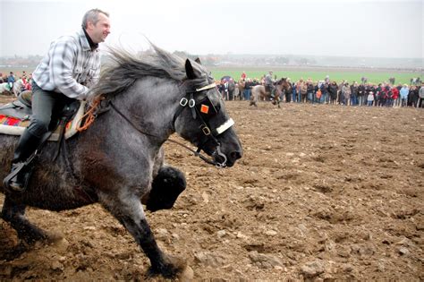 I am looking for a free horse my 70 yr old mother can ride it is her dream. Riding Roan Belgian Draft Horses, Look How Much Fun They ...
