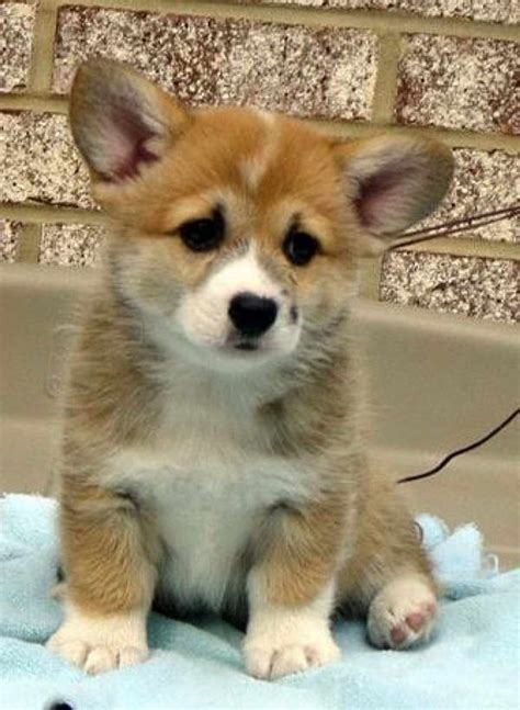 Your guide to this review today is by dog handler jarrett gilpin. Corgi Puppies For Sale Indiana | PETSIDI