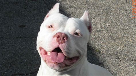 White Red Nose Pitbull Puppies Price Genetics And Temperament