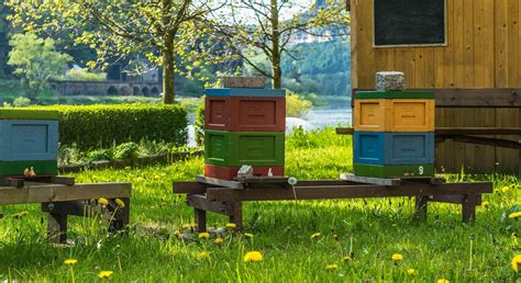Make Your Own Honey With Backyard Beekeeping Greener Ideal