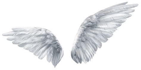 Alas De Angel Png 20 Free Cliparts Download Images On Clipground 2024