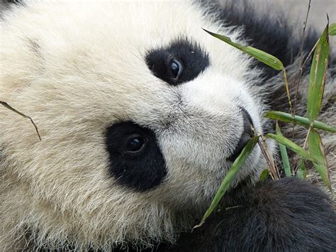 What The Giant Pandas Amazing Comeback Teaches Us About Conservation