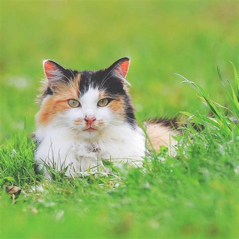 Beautiful Cat Nature Green Grass Cats Cats And Kittens Pets