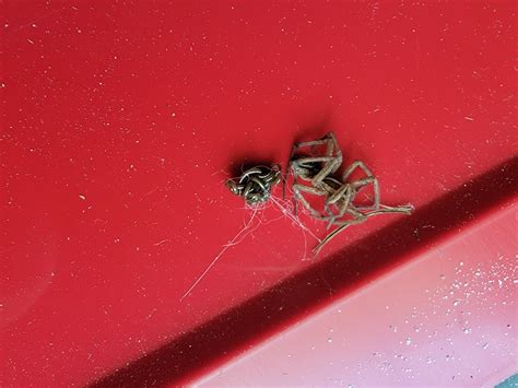 What horrible fate befell this one? Southern US : r/spiders