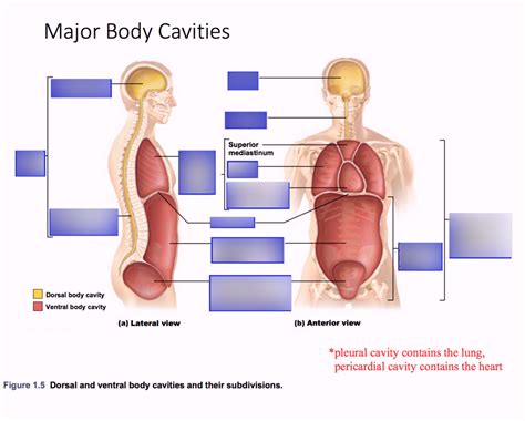 Phyl141 Major Body Cavities Diagram Quizlet
