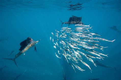 Fastest Fish Ever Recorded