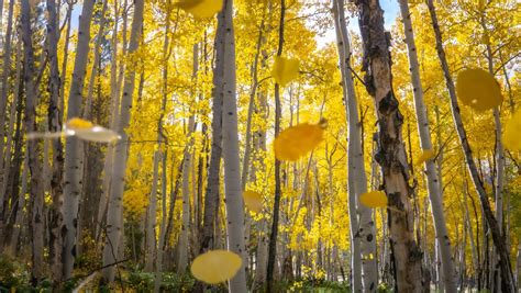 2020 Guide To Fall Foliage In Colorado Cu Denver News